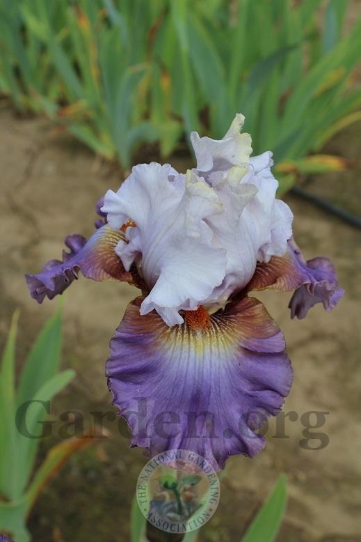 Photo of Tall Bearded Iris (Iris 'Bronze Heart') uploaded by HighdesertNiki