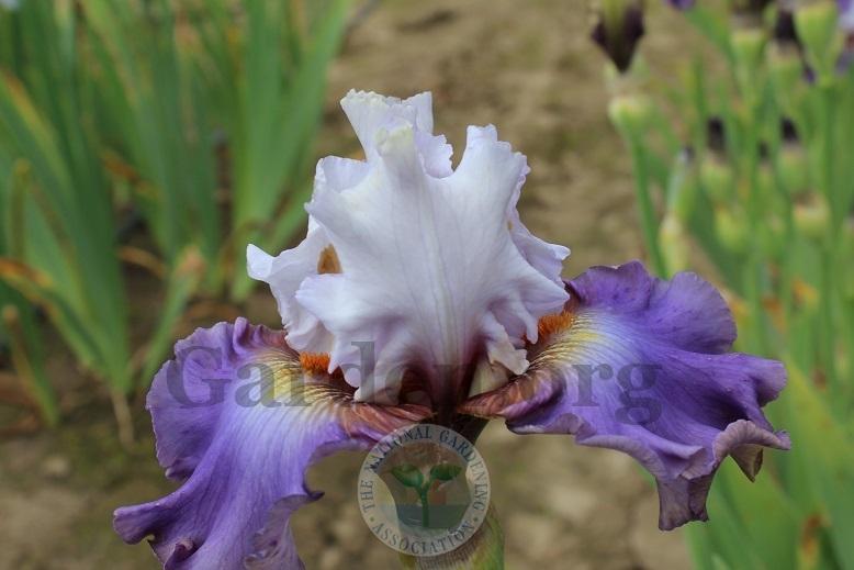 Photo of Tall Bearded Iris (Iris 'Bronze Heart') uploaded by HighdesertNiki