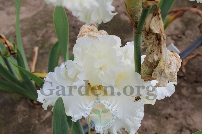Photo of Tall Bearded Iris (Iris 'Boston Cream') uploaded by HighdesertNiki