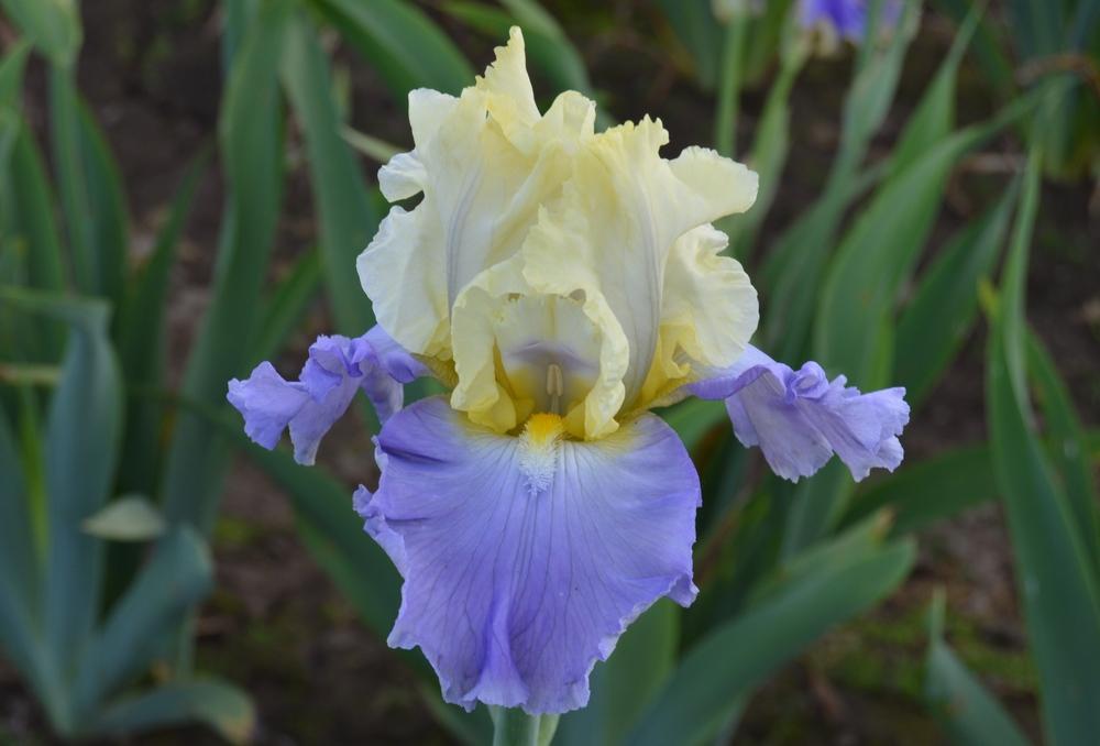 Photo of Tall Bearded Iris (Iris 'Gentle Reminder') uploaded by KentPfeiffer