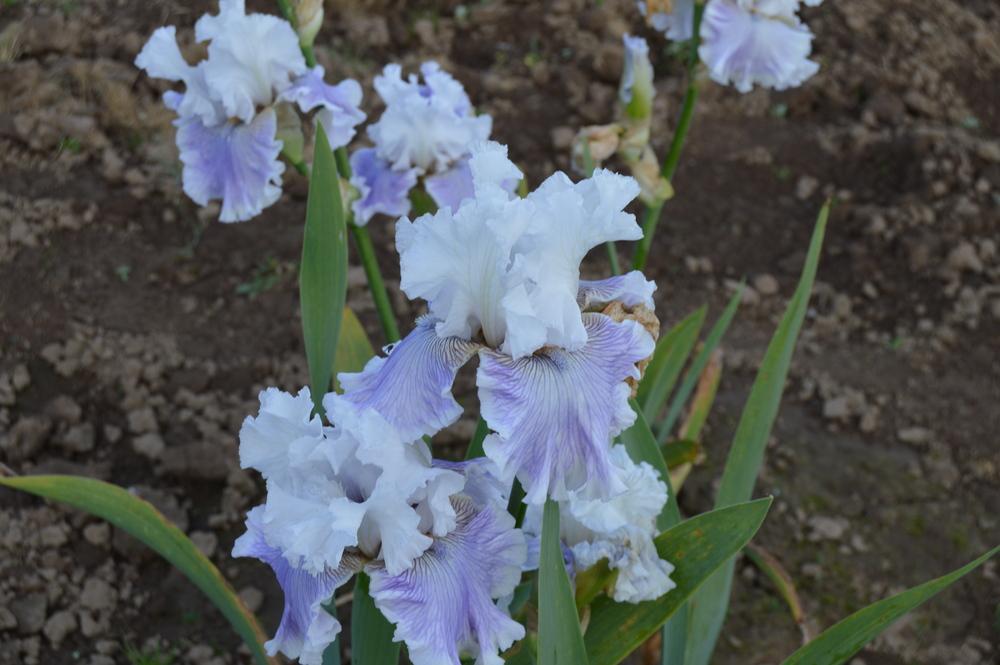 Photo of Tall Bearded Iris (Iris 'Gallic Softness') uploaded by KentPfeiffer