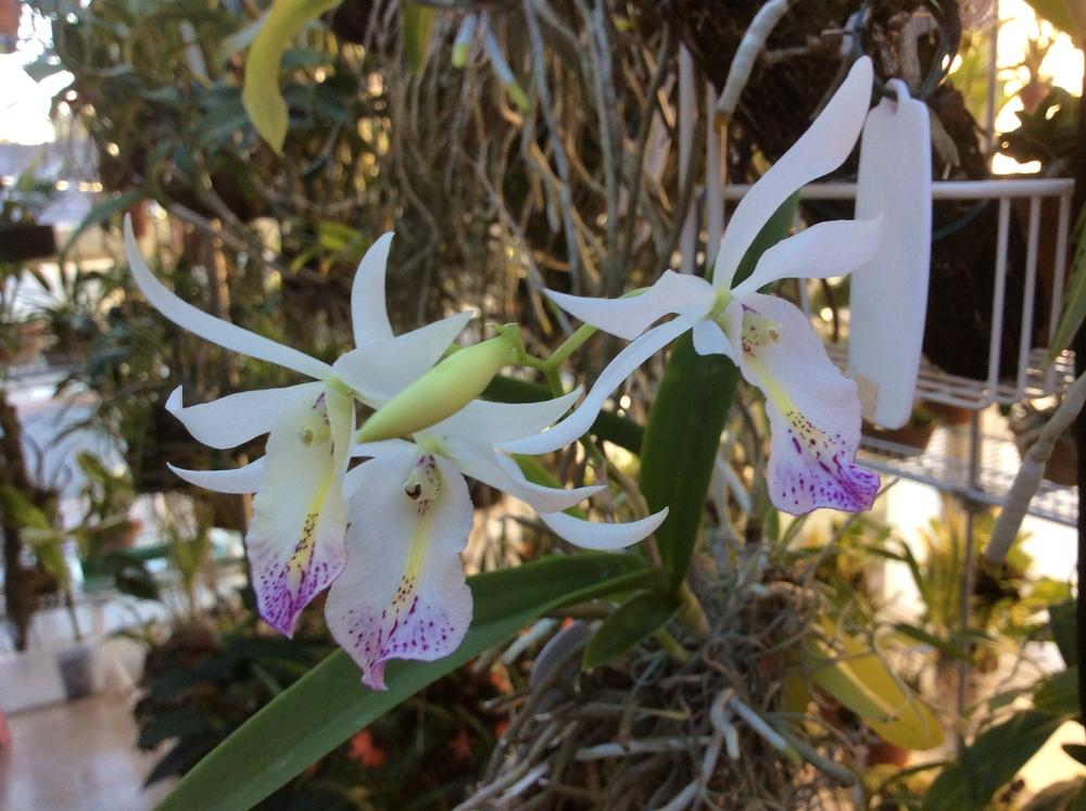 Photo of Orchid (Brassokeria Mayan Spirit) uploaded by Ursula
