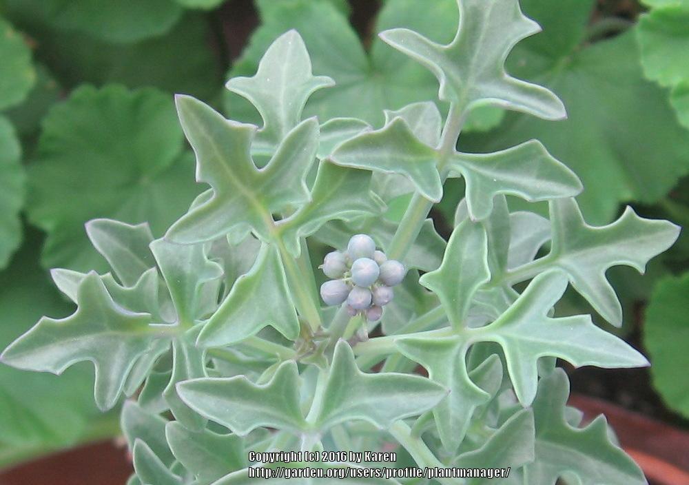 Photo of Candle Plant (Curio articulatus) uploaded by plantmanager