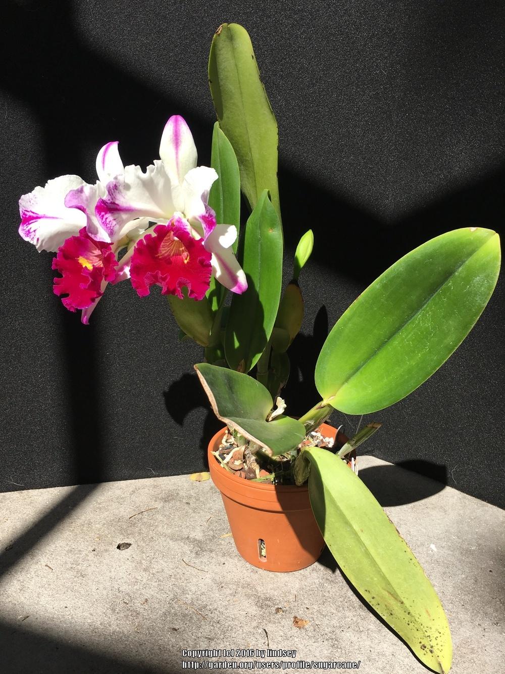 Photo of Orchid (Rhyncholaeliocattleya Kuwale Gem) uploaded by sugarcane