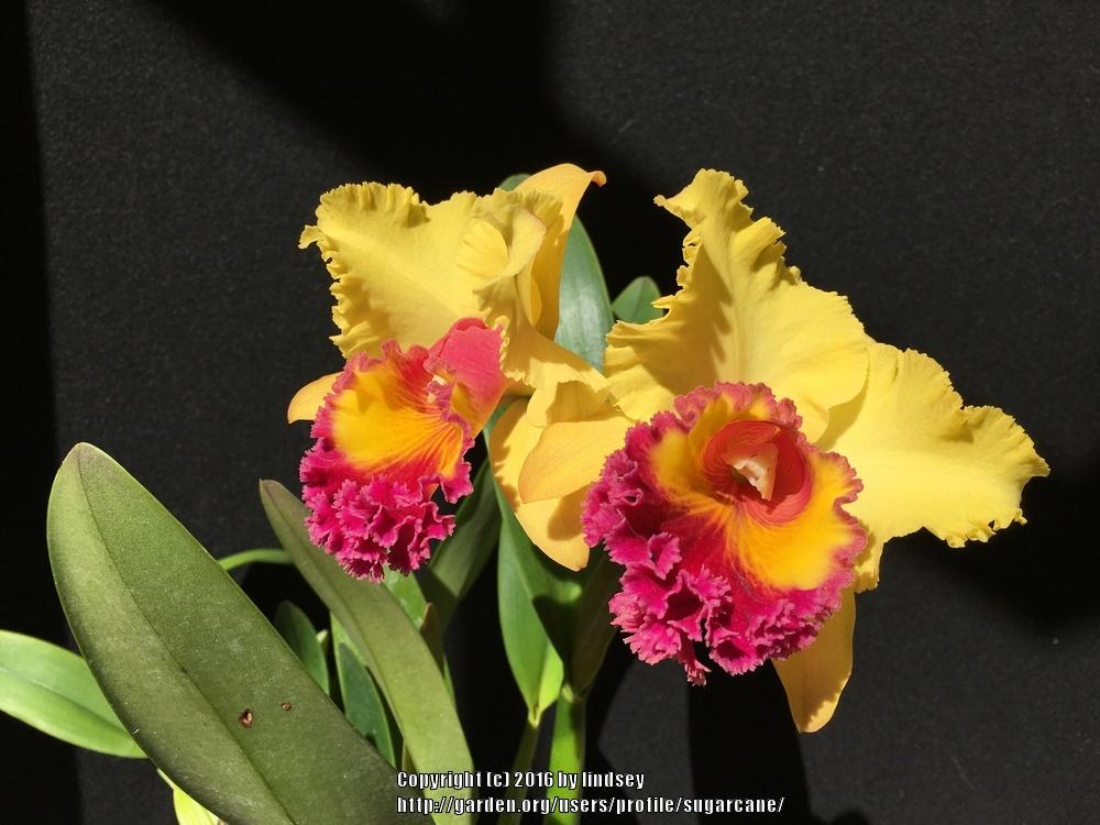Photo of Orchid (Rhyncholaeliocattleya Rob Schneider) uploaded by sugarcane