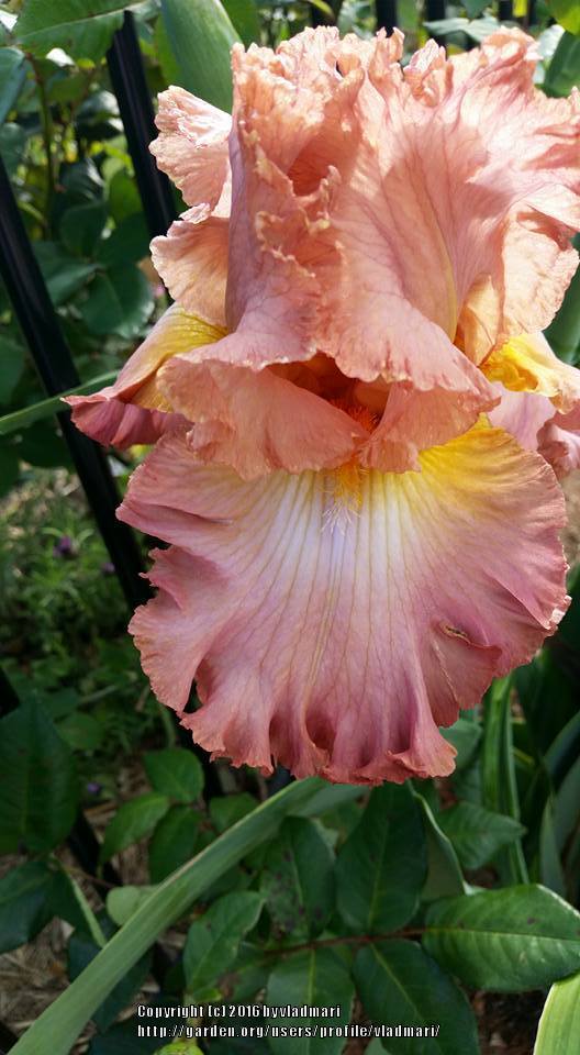Photo of Tall Bearded Iris (Iris 'High Roller') uploaded by vladmari