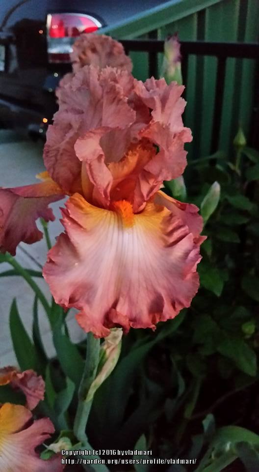 Photo of Tall Bearded Iris (Iris 'High Roller') uploaded by vladmari