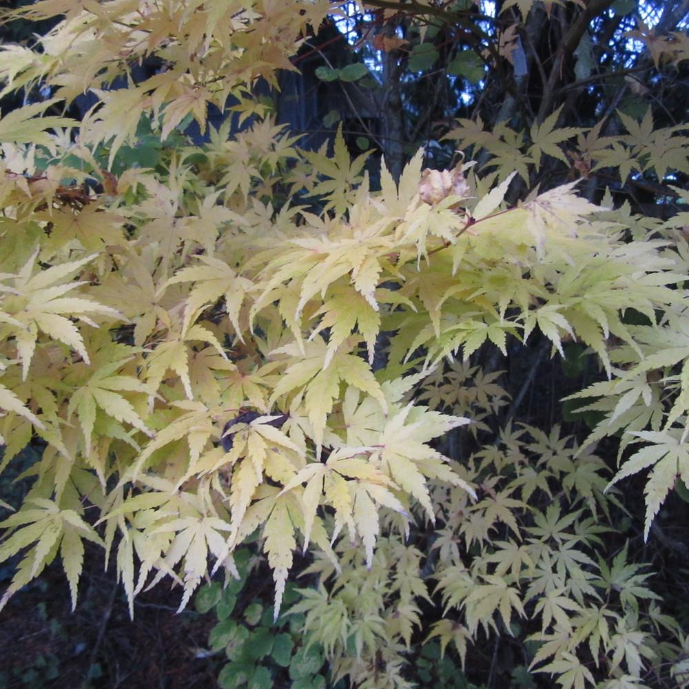 Photo of Japanese Maple (Acer palmatum 'Red Wood') uploaded by Bonehead