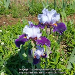 Location: Thelma Boose's garden
Date: 2016-05-07