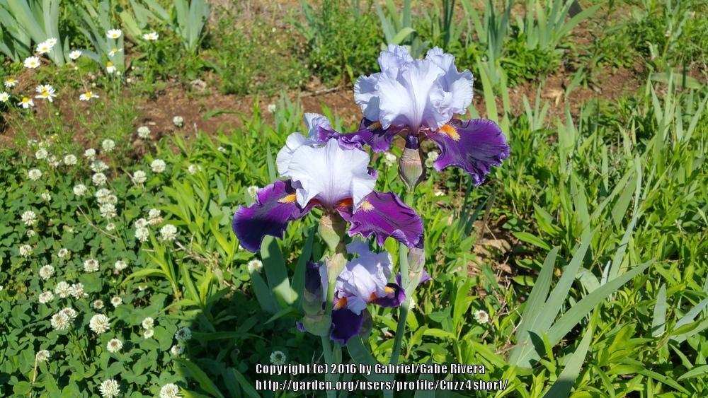 Photo of Tall Bearded Iris (Iris 'In Town') uploaded by Cuzz4short