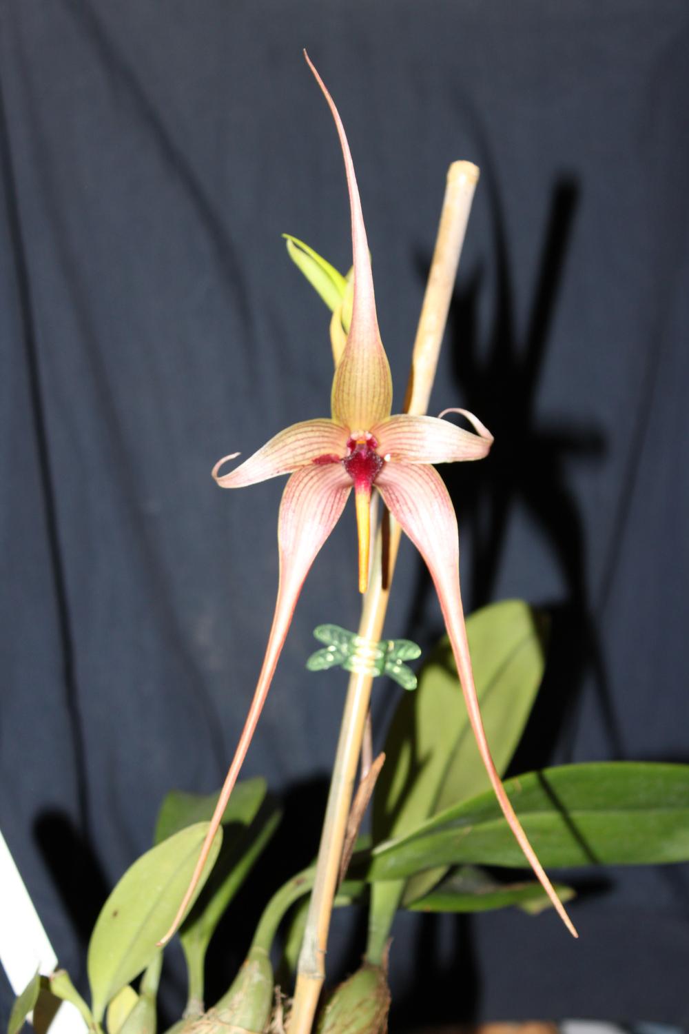 Photo of Orchid (Bulbophyllum echinolabium) uploaded by DigginDirt