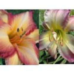 Thumb of 2016-11-02/DogsNDaylilies/086659