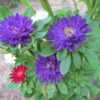 Aster 'Serenade' purple and red