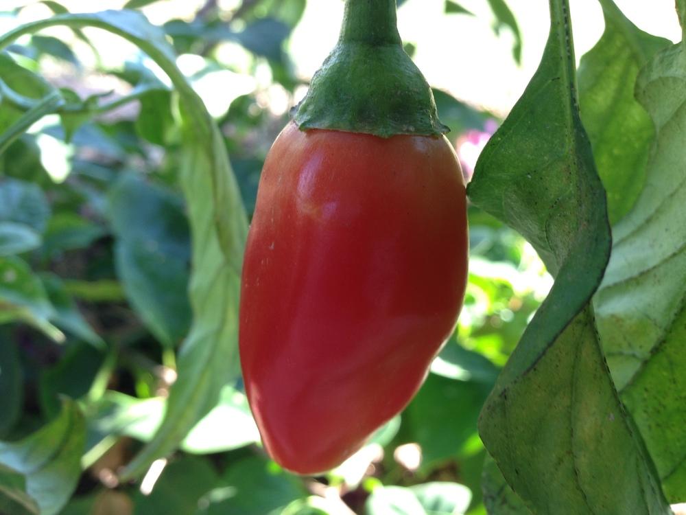 Photo of Hot Pepper (Capsicum annuum 'Wenk's Yellow Hots') uploaded by coryvp