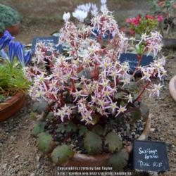 Location: RHS Harlow Carr alpine house, Yorkshire
Date: 2016-11-01