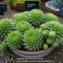 Location: RHS Harlow Carr alpine house, Yorkshire
Date: 2016-11-01