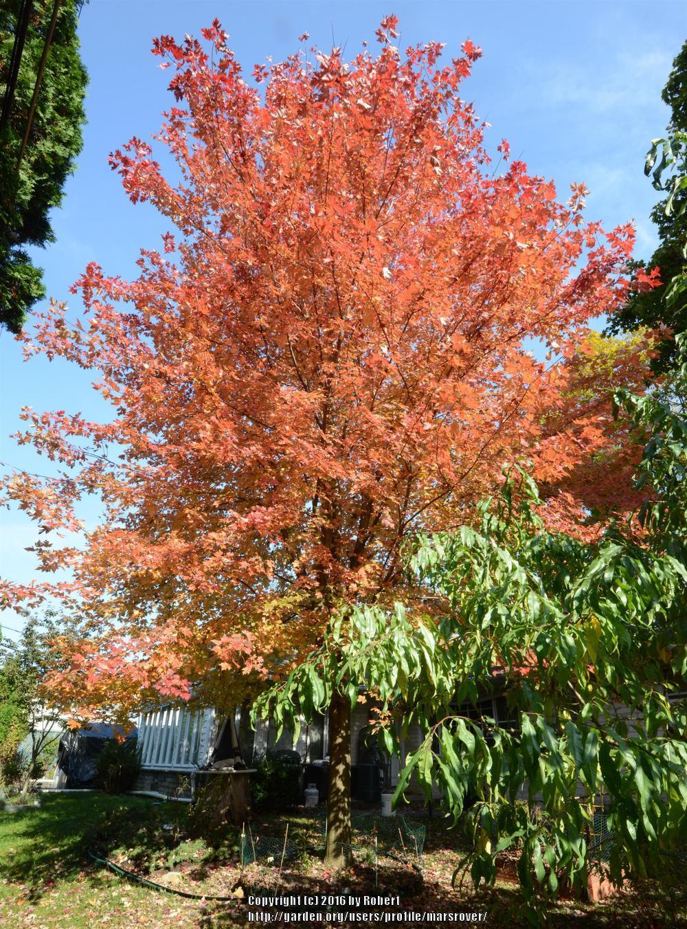 Photo of Freeman's Maple (Acer x freemanii Autumn Blaze®) uploaded by marsrover