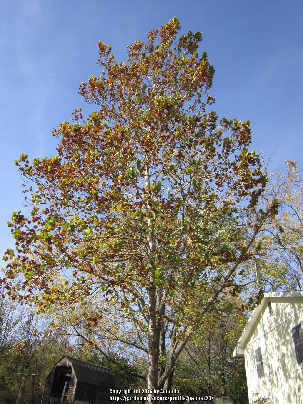 Photo of American Sycamore (Platanus occidentalis) uploaded by pepper23