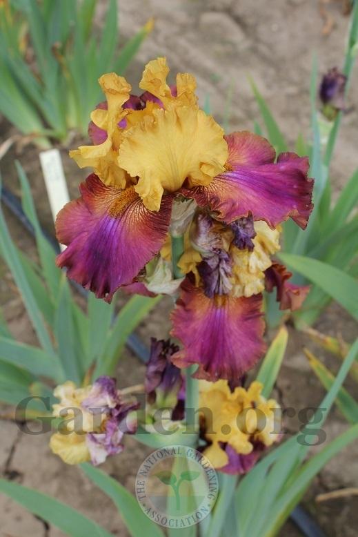 Photo of Tall Bearded Iris (Iris 'Class Clown') uploaded by HighdesertNiki