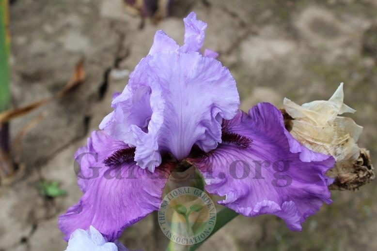 Photo of Tall Bearded Iris (Iris 'Chocolates and Silk') uploaded by HighdesertNiki