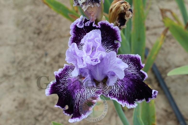 Photo of Tall Bearded Iris (Iris 'Captain Thunderbolt') uploaded by HighdesertNiki