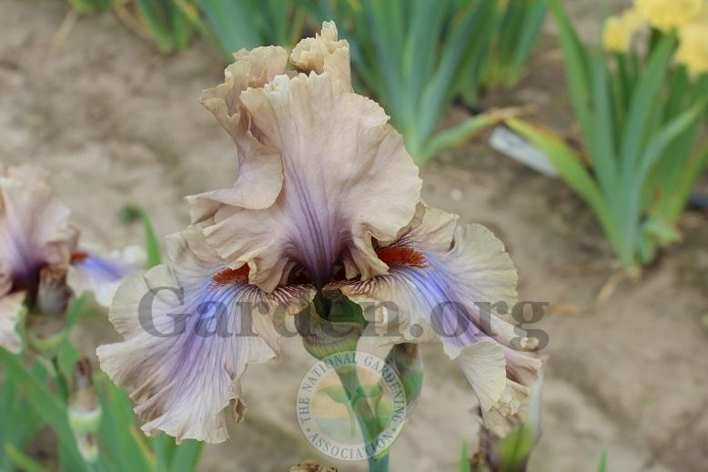 Photo of Tall Bearded Iris (Iris 'Coffee Trader') uploaded by HighdesertNiki