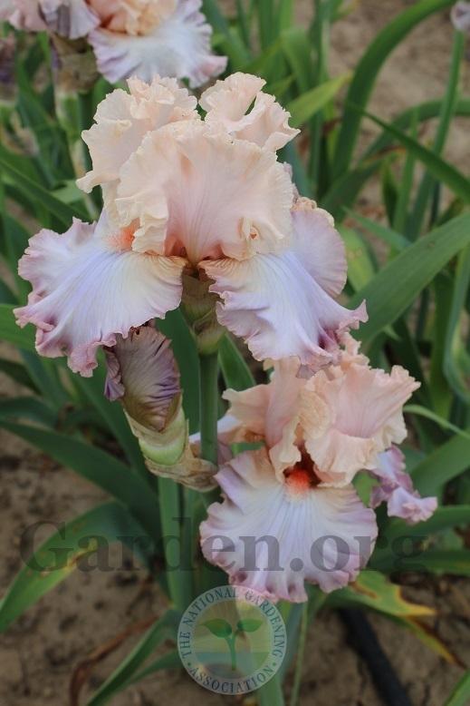 Photo of Tall Bearded Iris (Iris 'Cameo Minx') uploaded by HighdesertNiki