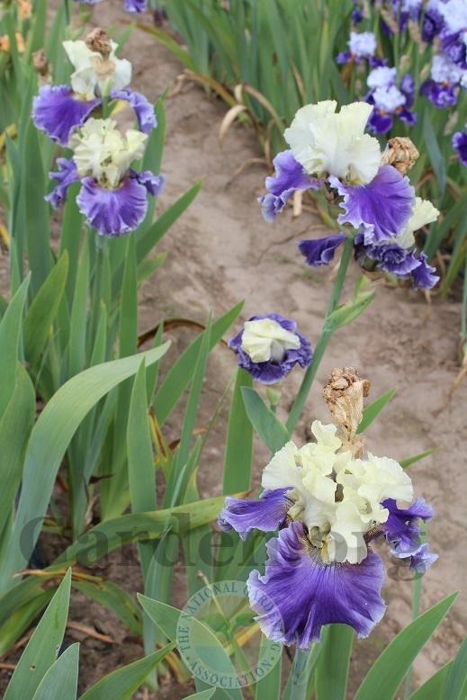 Photo of Tall Bearded Iris (Iris 'Champagne Journey') uploaded by HighdesertNiki