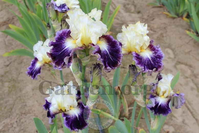 Photo of Tall Bearded Iris (Iris 'Cold Fusion') uploaded by HighdesertNiki