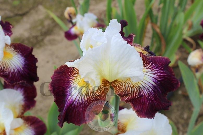 Photo of Tall Bearded Iris (Iris 'Color Strokes') uploaded by HighdesertNiki