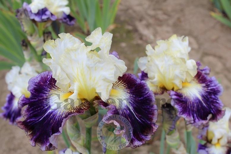 Photo of Tall Bearded Iris (Iris 'Cold Fusion') uploaded by HighdesertNiki