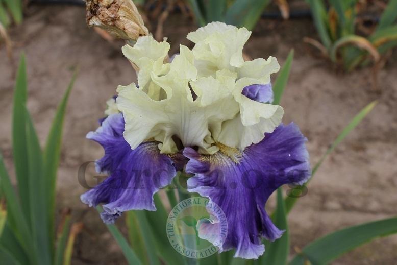 Photo of Tall Bearded Iris (Iris 'Champagne Journey') uploaded by HighdesertNiki