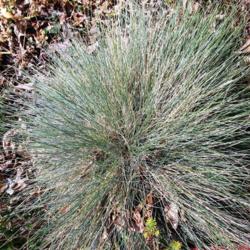 Location: My yard, Yucca Valley,Ca
Date: 2016-03-02
Blue Fescue