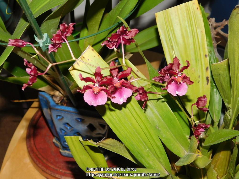 Photo of Chocolate Orchid (Oncidium Sharry Baby) uploaded by tarev
