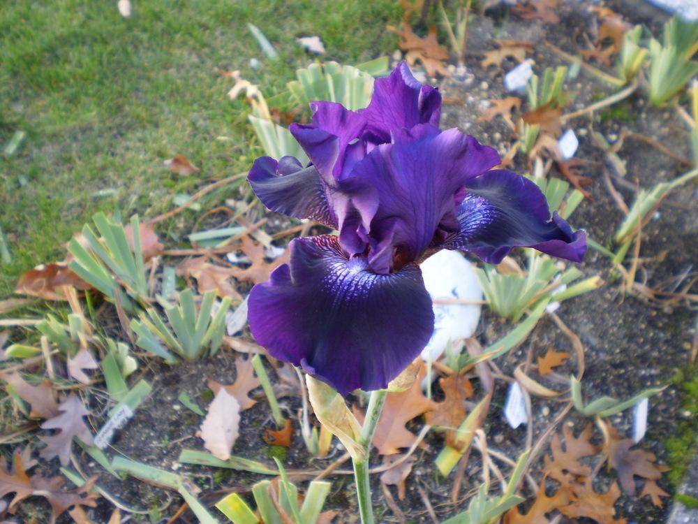 Photo of Tall Bearded Iris (Iris 'Rosalie Figge') uploaded by AlanJ