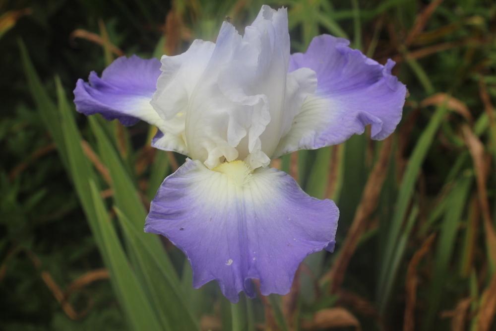 Photo of Tall Bearded Iris (Iris 'Clarence') uploaded by BlueFlagFan