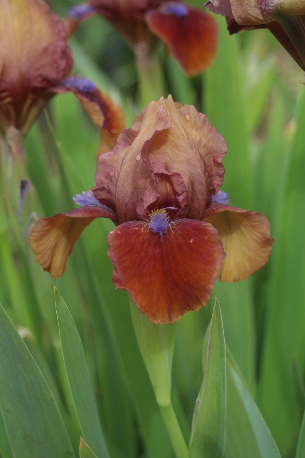 Photo of Standard Dwarf Bearded Iris (Iris 'Tantara') uploaded by BlueFlagFan