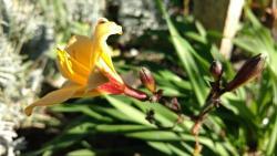 Thumb of 2016-11-04/DogsNDaylilies/593540