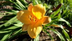 Thumb of 2016-11-04/DogsNDaylilies/898870