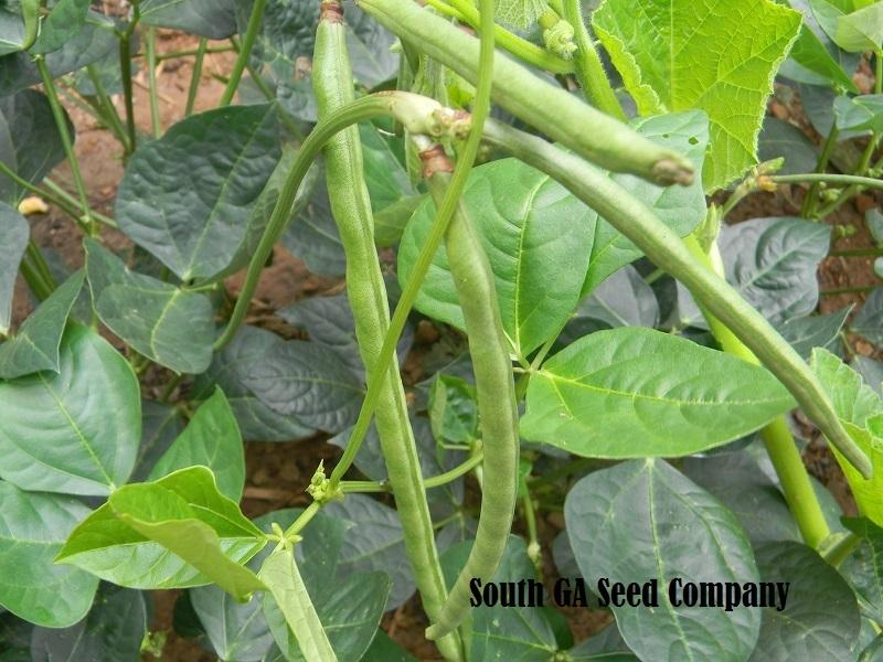 Photo of Southern Pea (Vigna unguiculata 'Top Pick Pinkeye') uploaded by SouthGASeedCo