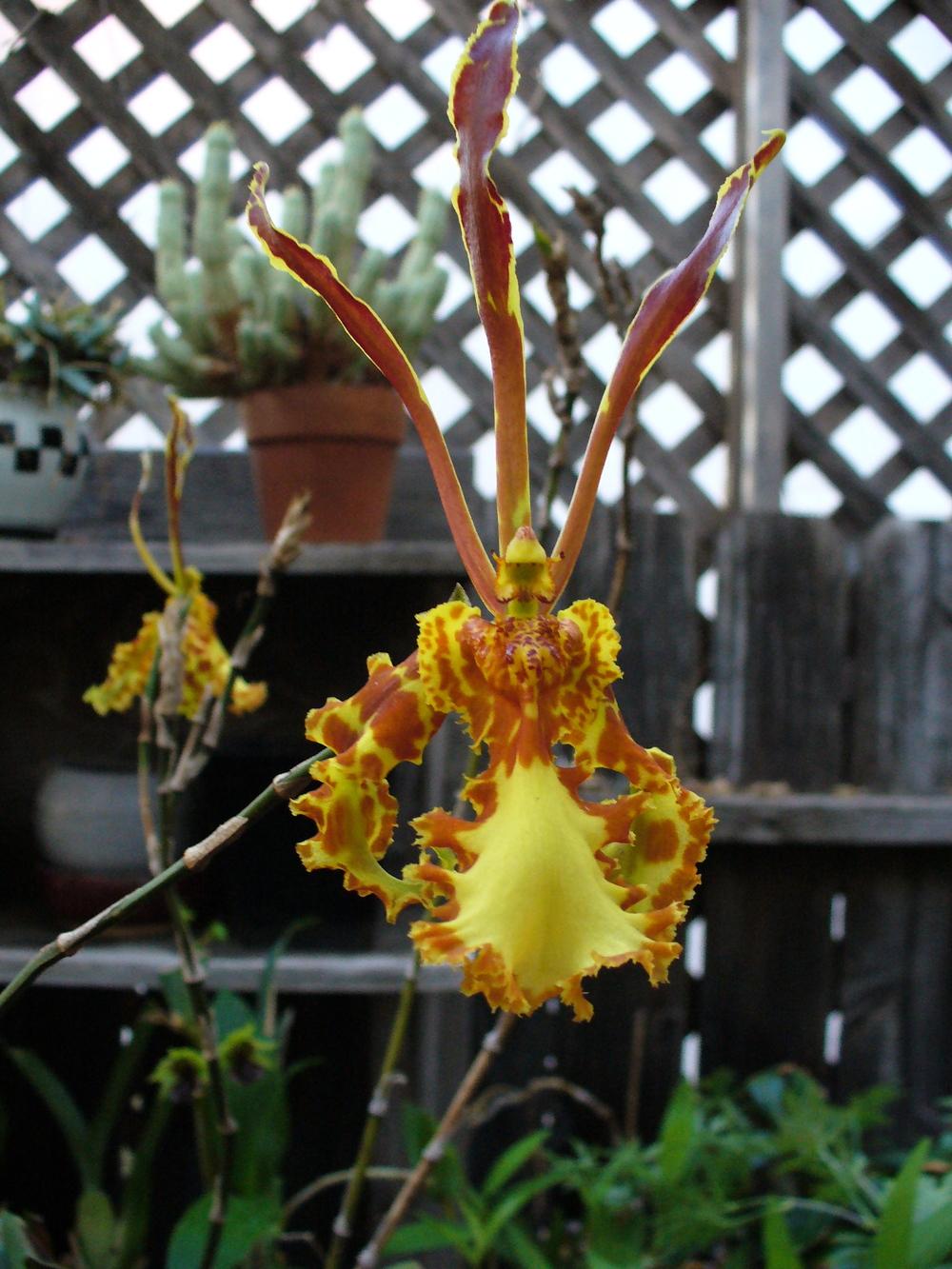 Photo of Butterfly Orchid (Psychopsis Mariposa 'Green River') uploaded by Ted5310