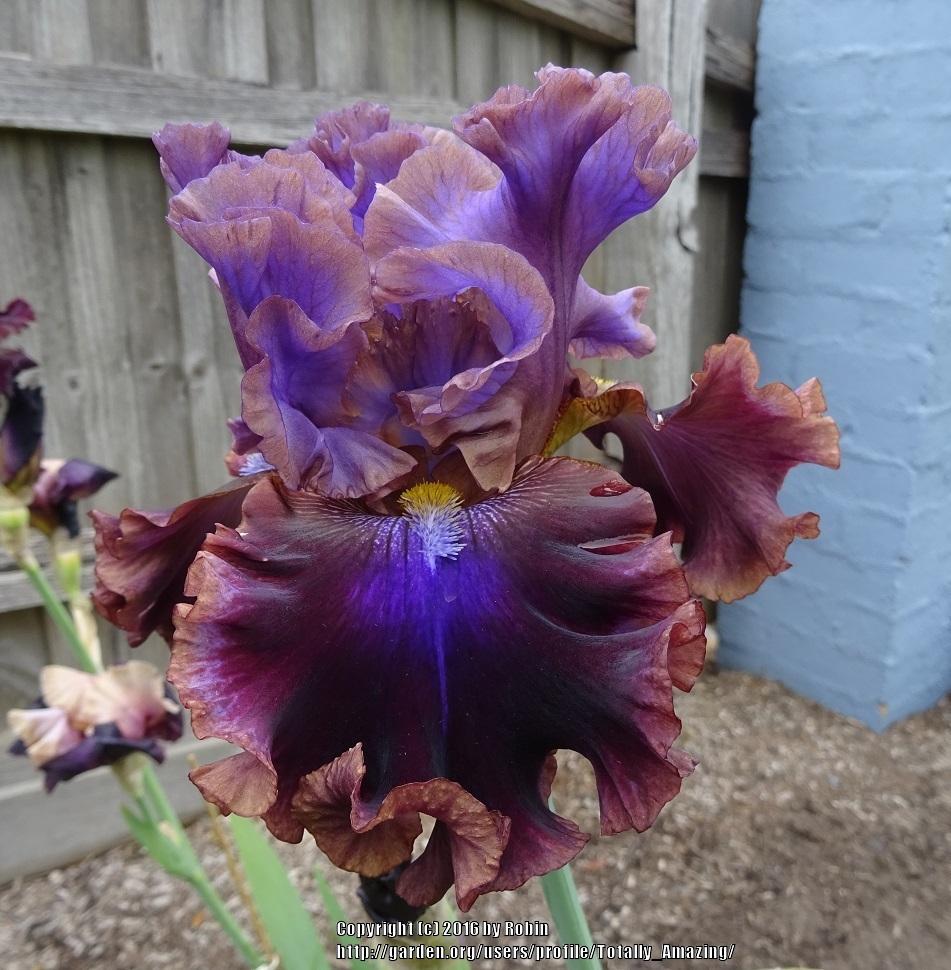 Photo of Tall Bearded Iris (Iris 'Electric Candy') uploaded by Totally_Amazing