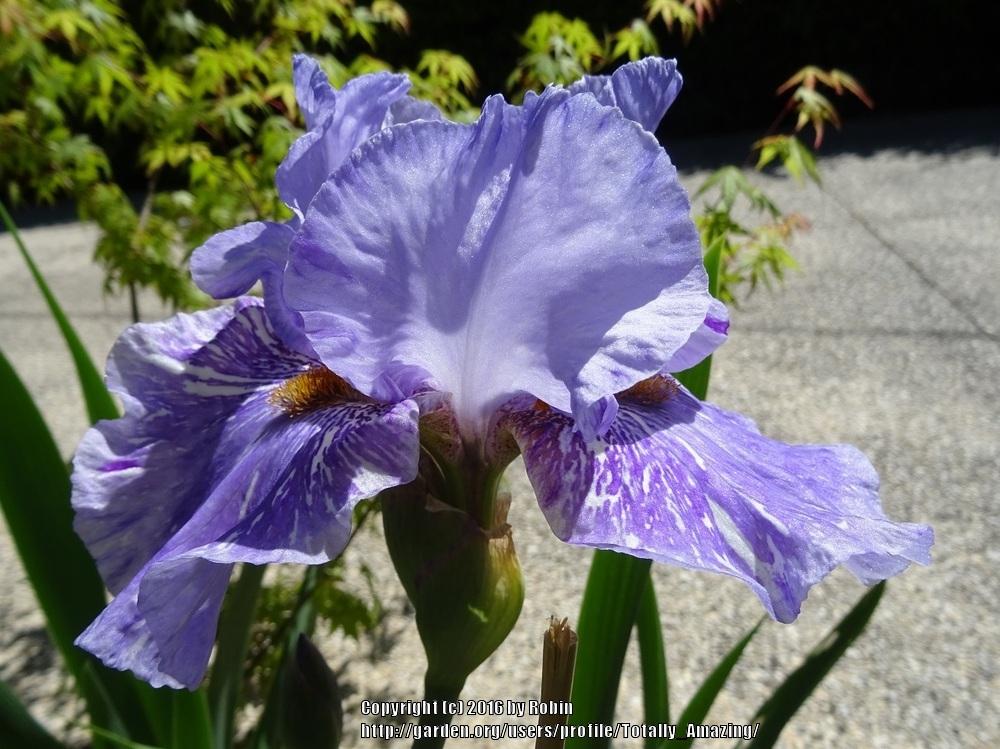 Photo of Tall Bearded Iris (Iris 'Gnu') uploaded by Totally_Amazing