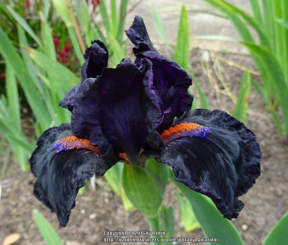 Photo of Intermediate Bearded Iris (Iris 'Devil May Care') uploaded by Totally_Amazing