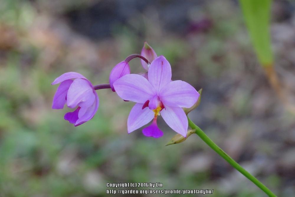 Photo of Ground Orchids (Spathoglottis) uploaded by plantladylin