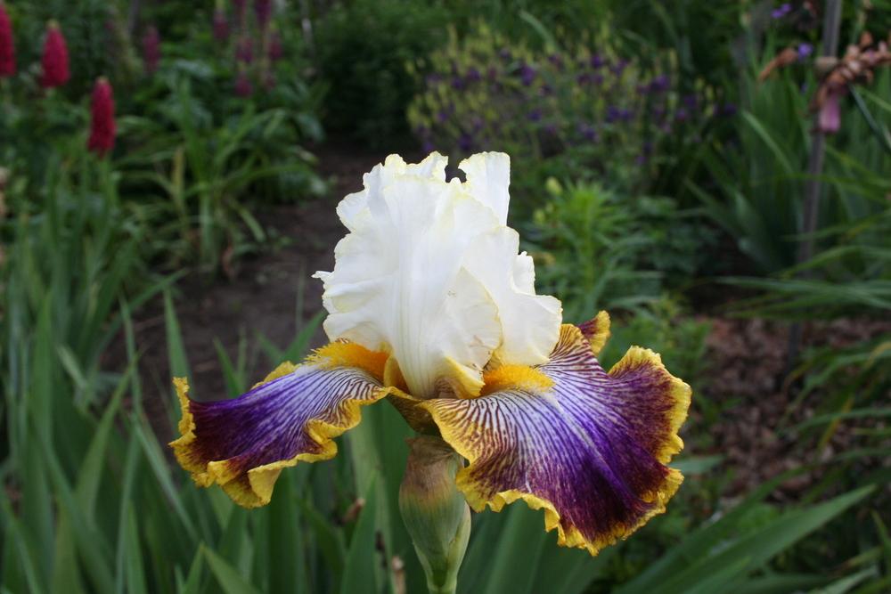 Photo of Tall Bearded Iris (Iris 'Patchwork Puzzle') uploaded by 4susiesjoy