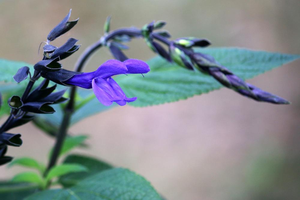 Photo of Anise-Scented Sage (Salvia coerulea 'Black and Blue') uploaded by GrammaChar