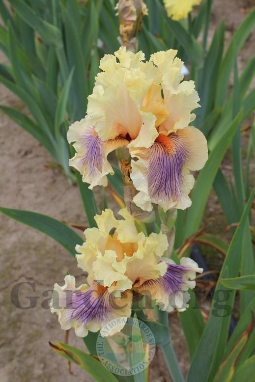 Photo of Tall Bearded Iris (Iris 'Dreamalot') uploaded by HighdesertNiki