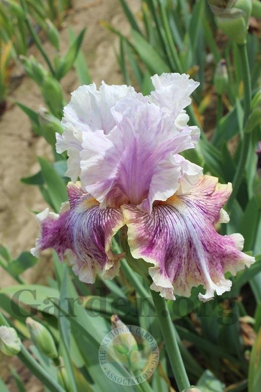Photo of Tall Bearded Iris (Iris 'Die Laughing') uploaded by HighdesertNiki