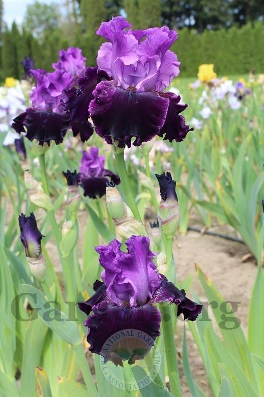 Photo of Tall Bearded Iris (Iris 'Dangerous Liaison') uploaded by HighdesertNiki